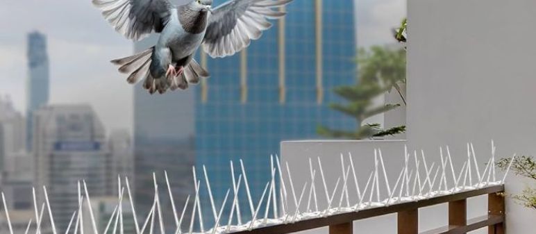 Bird Spikes